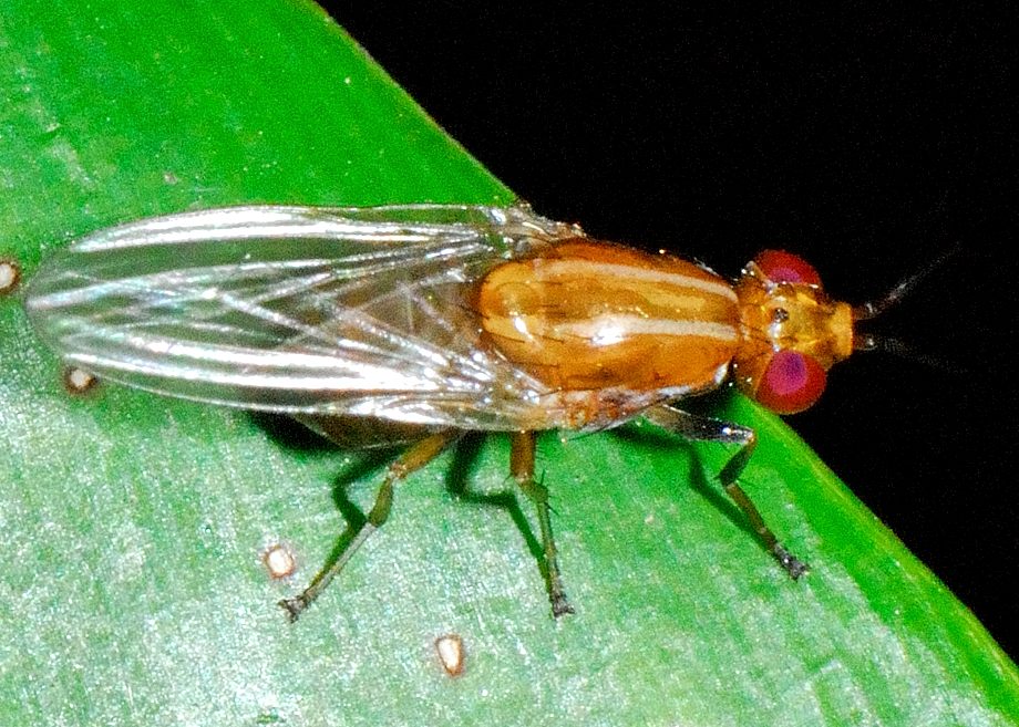 Long-antenna Lauxaniid Fly - Rhagadolyra magnicornis