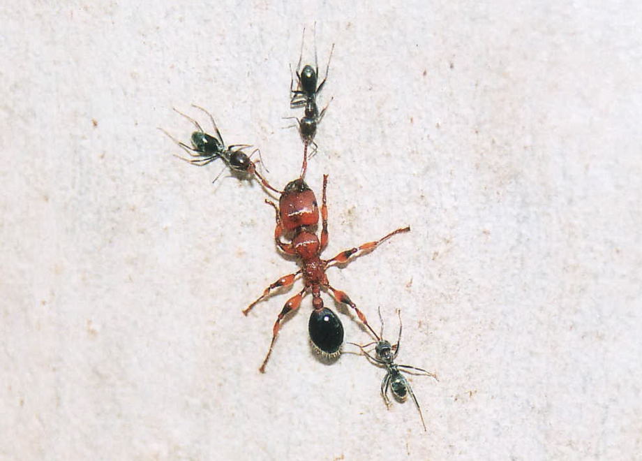 Queen Ant Identification Chart