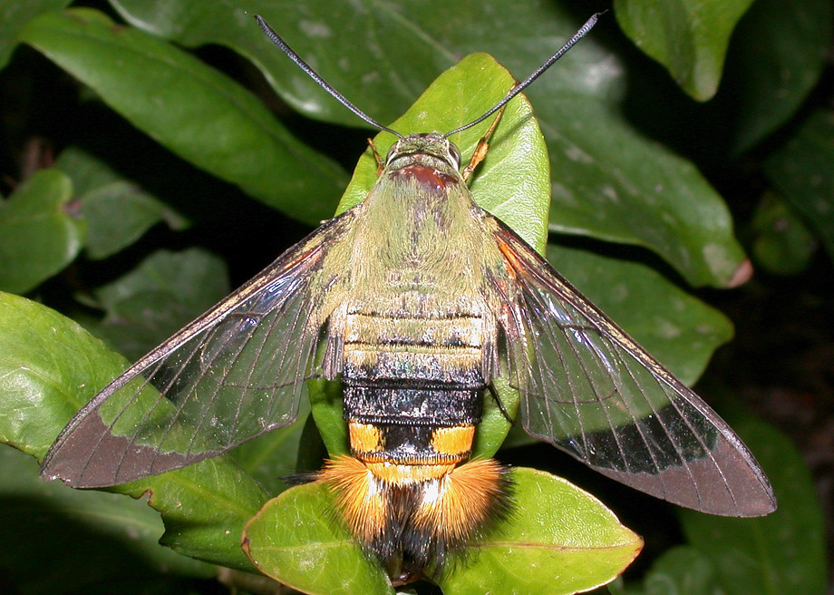 Bee Hawk Moth - Cephonodes kingii