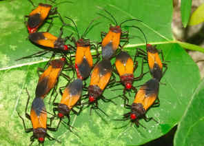 PWC_9737.jpg (189246 bytes)