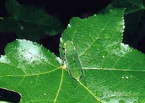 Cicada17.jpg (42510 bytes)