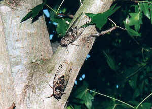Cicada1.jpg (48219 bytes)