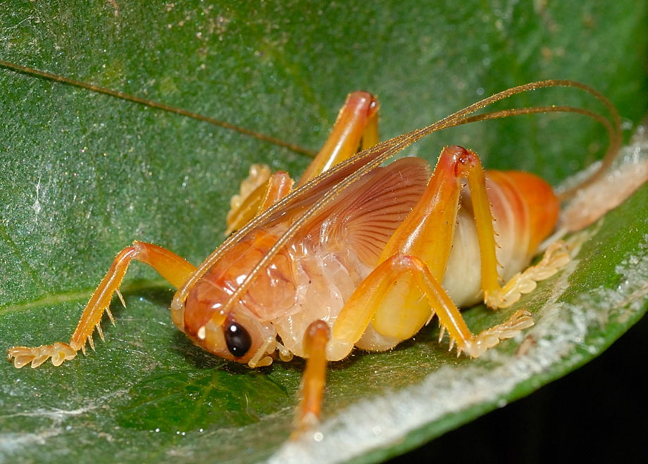 Three Eyed Leaf Rolling Cricket Xiphogryllacris Orthoxipha