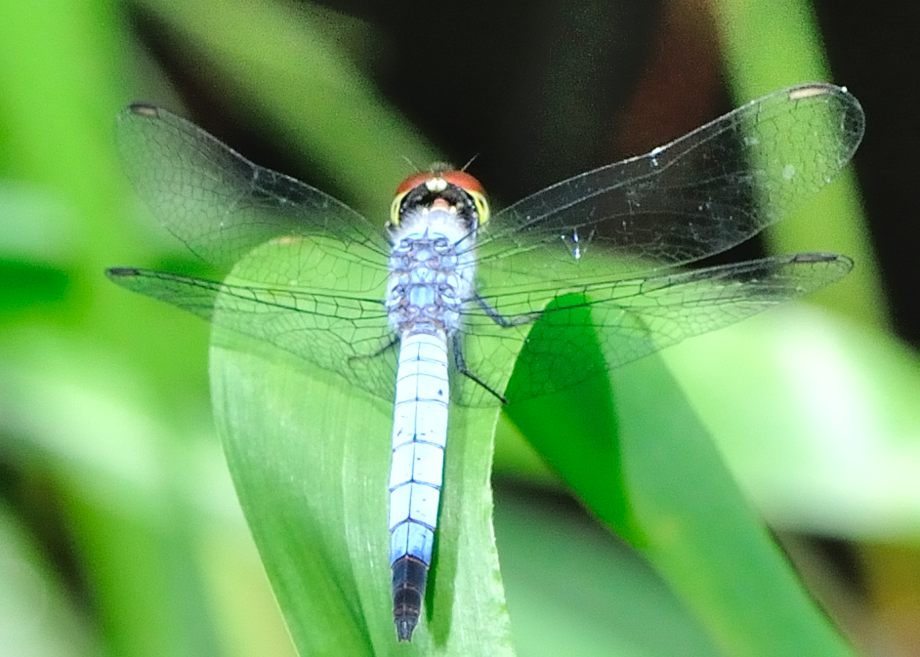 Palemouth Shorttail Dragonflies - Brachydiplax denticauda