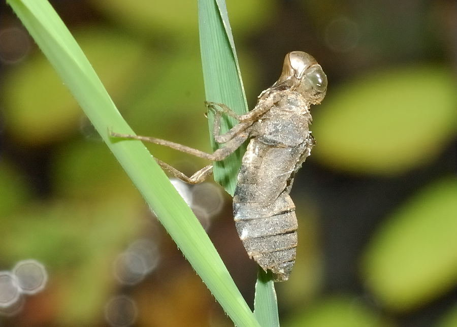 Libellulidae Larvae