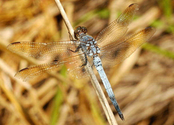 Dragonflies+life+cycle+for+kids