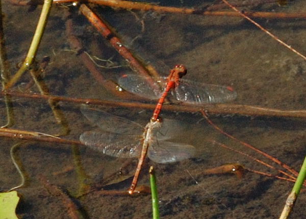 Dragonflies+mating+heart+shape