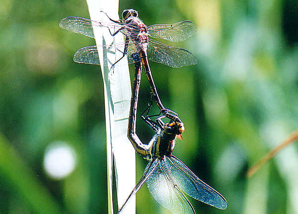 Images+of+dragonflies+mating