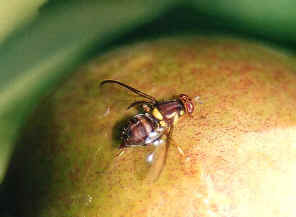 wpe6.jpg (22626 bytes)