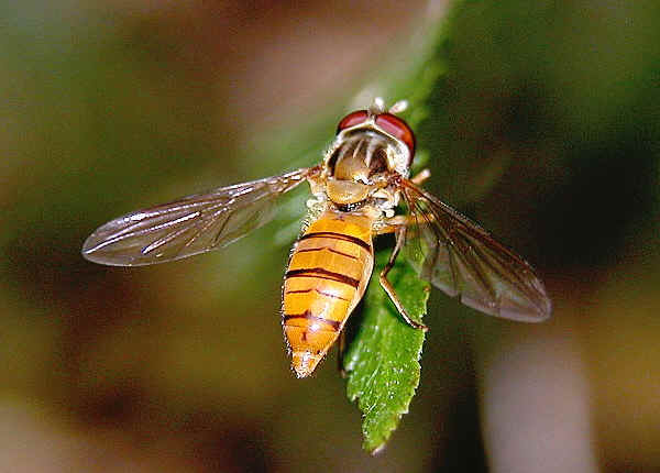 Simosyrphus grandicornis (Macquart) - Australian Insect Common Names, CSIRO, 