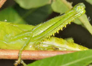 PWC_8921.jpg (196864 bytes)