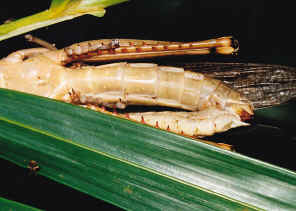 SCN_0016.jpg (290521 bytes)