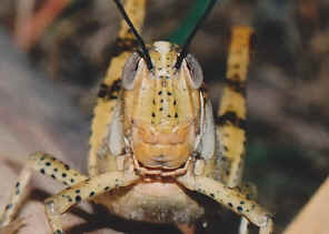 SCN_0018.jpg (200472 bytes)