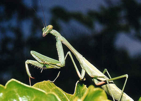 Pseudomantis Albofimbriata