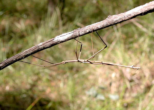 Stick and Leaf Insects - Order