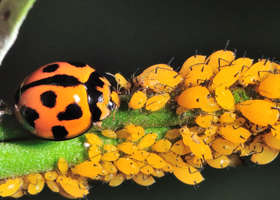 Ladybug Identification Chart