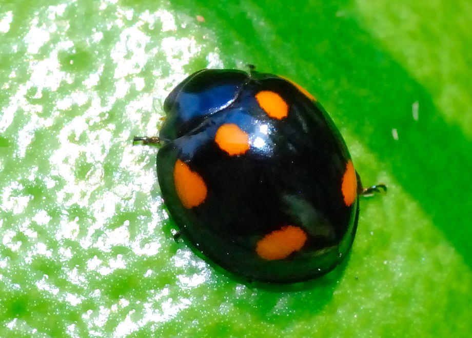 Orange Ladybird