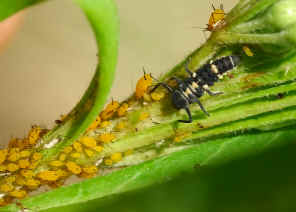 PWC_8279.jpg (116924 bytes)