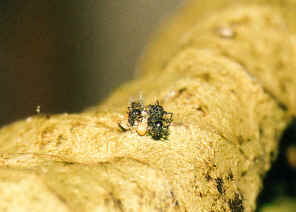 wpe15.jpg (27888 bytes)