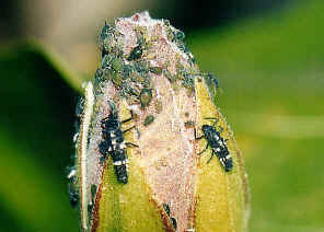 wpe6.jpg (37545 bytes)