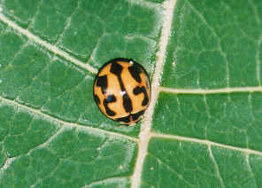 wpe13.jpg (39270 bytes)