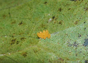 wpe11.jpg (45295 bytes)