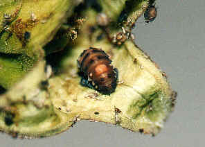 wpe1A.jpg (36658 bytes)