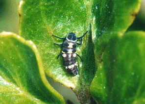 wpe13.jpg (41574 bytes)