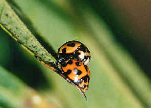 wpe11.jpg (26346 bytes)