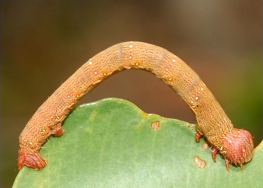 Australian Caterpillar Identification Chart