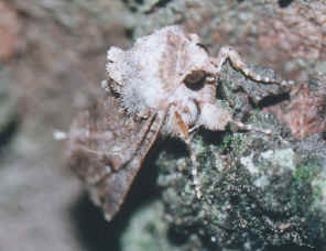 MothFace2.jpg (95955 bytes)