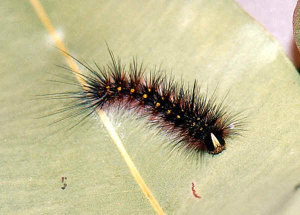 Australian Caterpillar Identification Chart