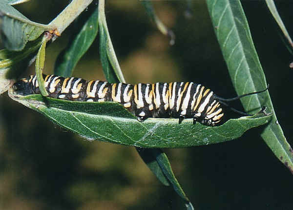 Wanderer Butterfly Danaus Plexippus Plexippus