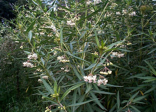 Swan Plant