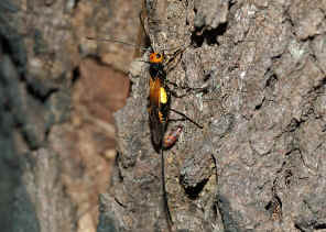 DSC_2905.jpg (115553 bytes)