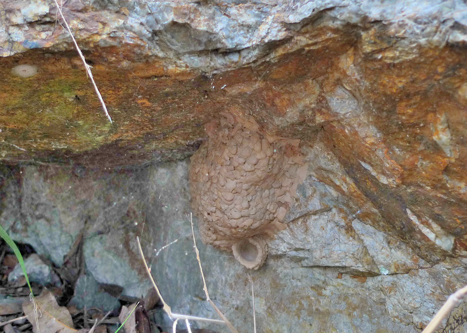 Giant Wasp Nest