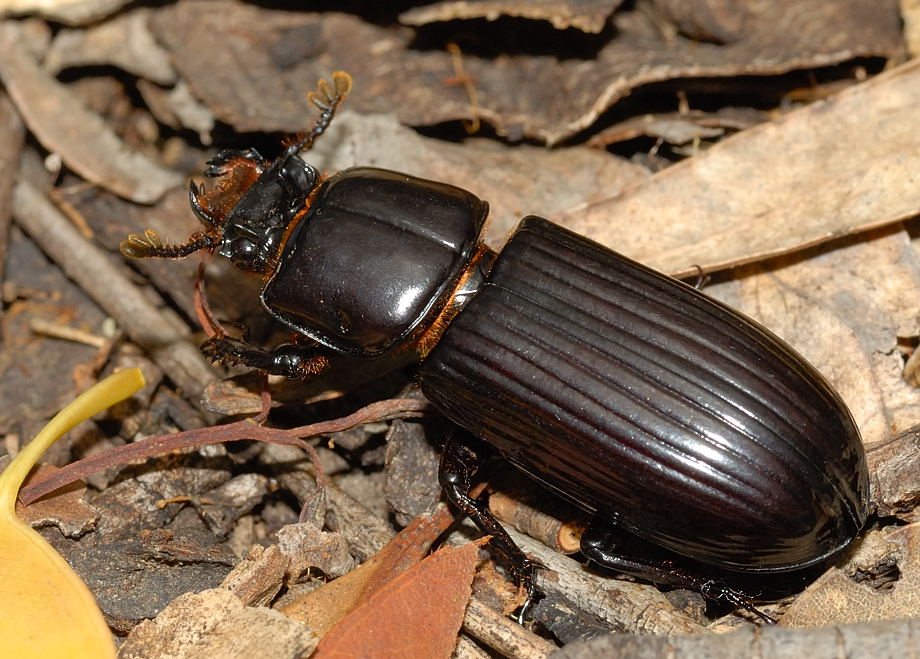 Dark Beetle