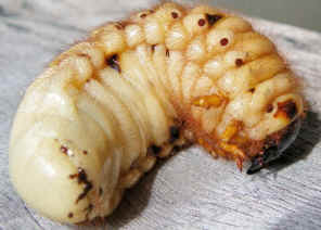 Unknown grub.jpg (97538 bytes)