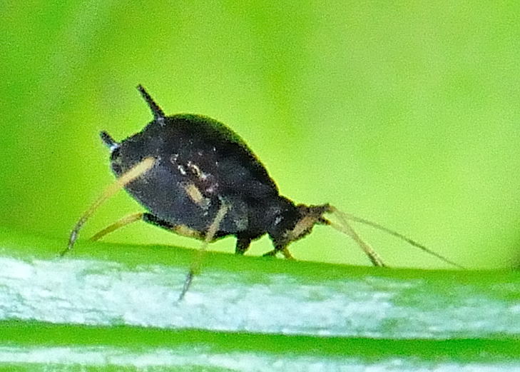 Black Citrus Aphid - Toxoptera citricida