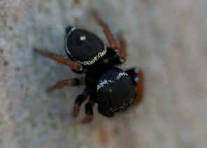 DSC_6108.jpg (55791 bytes)