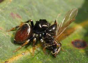 DSC_6894.jpg (82337 bytes)