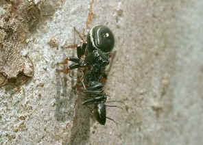 wpe26.jpg (34540 bytes)