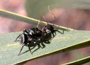 wpeA.jpg (32698 bytes)