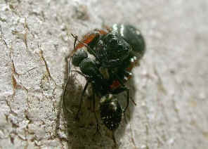 wpe2A.jpg (31957 bytes)