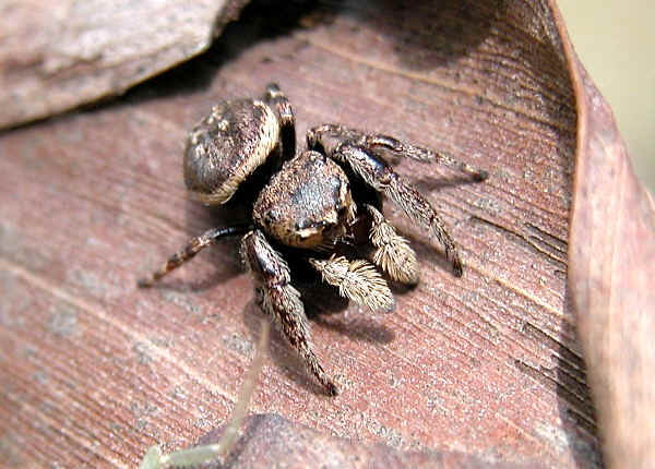 jumping spider australia