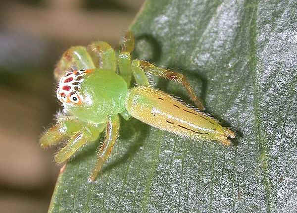 IMAGE(http://www.brisbaneinsects.com/brisbane_spiders/images/wpe90.jpg)