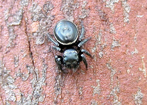 Black+shiny+spider
