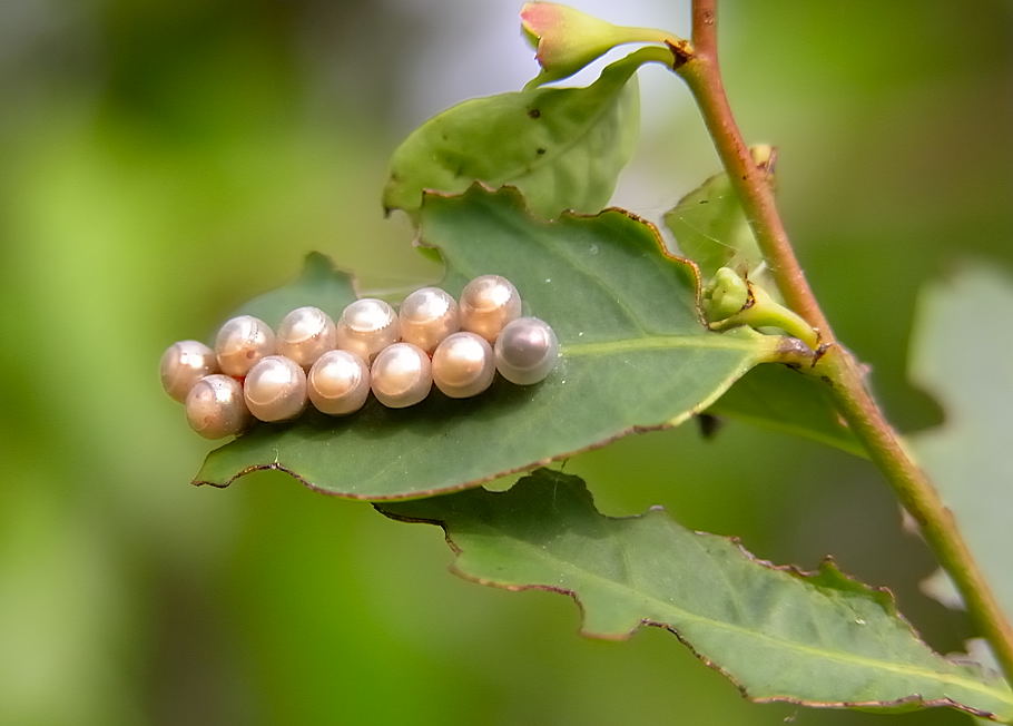 Stink Bugs - Family Pentatomidae