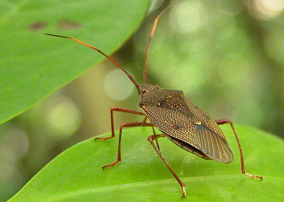 Two-dots Shield Bug - Poecilometis monteithi