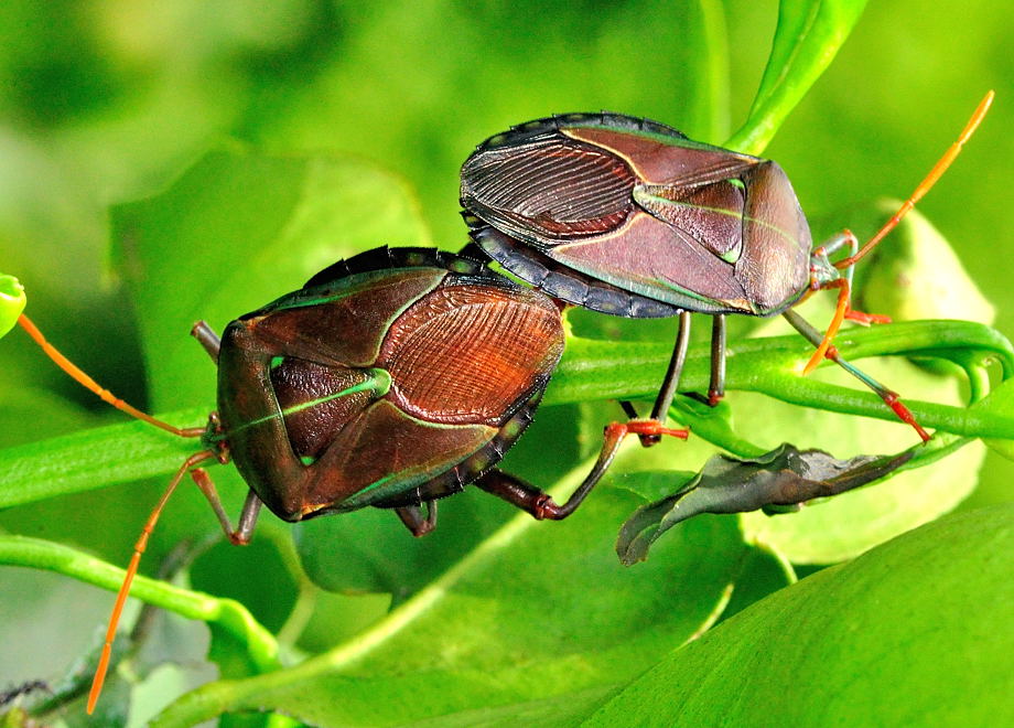 Bronze Orange Bug - Musgraveia sulciventris, Family Tessaratomidae